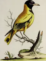 An illustration from (Band 3) (1753)