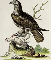 An illustration from (Band 3) (1753)