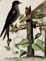 An illustration from (Band 3) (1753)