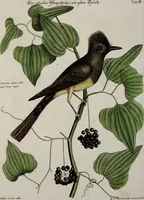 An illustration from (Band 3) (1753)