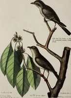 Picture 13 of 55 from (Band 3) (1753), leaf 82