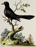 Picture 16 of 55 from (Band 3) (1753), leaf 87