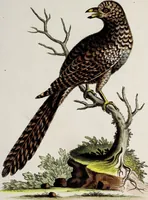An illustration from (Band 3) (1753)