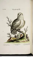 Picture 22 of 55 from (Band 3) (1753), leaf 99