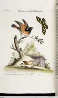 An illustration from (Band 4) (1755)
