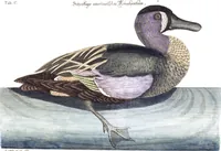 An illustration from (Band 4) (1755)