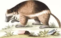 An illustration from (Band 4) (1755)