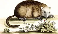An illustration from (Band 4) (1755)
