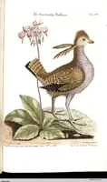 An illustration from (Band 4) (1755)