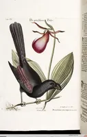 An illustration from (Band 4) (1755)