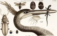 An illustration from (Band 4) (1755)
