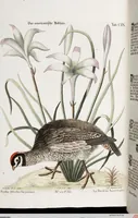 An illustration from (Band 4) (1755)
