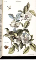 An illustration from (Band 4) (1755)