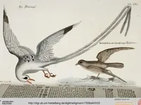 An illustration from (Band 4) (1755)