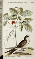 An illustration from (Band 4) (1755)