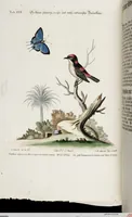 An illustration from (Band 4) (1755)