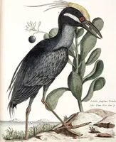 An illustration from (Band 4) (1755)