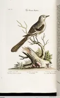 An illustration from (Band 4) (1755)