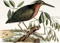 An illustration from (Band 4) (1755)