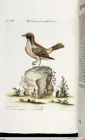 An illustration from (Band 4) (1755)