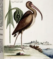 An illustration from (Band 4) (1755)