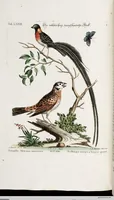 An illustration from (Band 4) (1755)