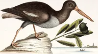An illustration from (Band 4) (1755)