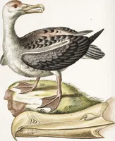 An illustration from (Band 4) (1755)