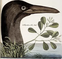 An illustration from (Band 4) (1755)