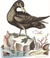 An illustration from (Band 4) (1755)