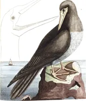 An illustration from (Band 4) (1755)