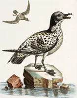 An illustration from (Band 4) (1755)