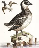 An illustration from (Band 4) (1755)