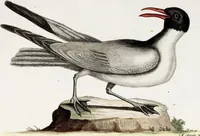 An illustration from (Band 4) (1755)