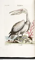 An illustration from (Band 4) (1755)