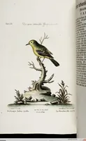 An illustration from (Band 4) (1755)