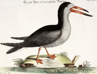 An illustration from (Band 4) (1755)