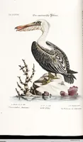 An illustration from (Band 4) (1755)