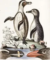 An illustration from (Band 4) (1755)