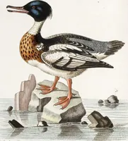 An illustration from (Band 4) (1755)