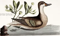 An illustration from (Band 4) (1755)