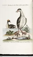 An illustration from (Band 4) (1755)