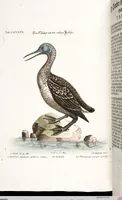 An illustration from (Band 4) (1755)