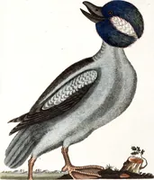 An illustration from (Band 4) (1755)