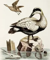 An illustration from (Band 4) (1755)