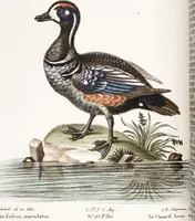 An illustration from (Band 4) (1755)