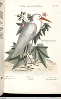 An illustration from (Band 4) (1755)