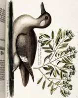 An illustration from (Band 4) (1755)