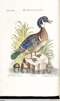 Picture 46 of 68 from (Band 4) (1755), leaf 94