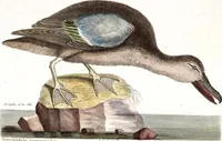 An illustration from (Band 4) (1755)